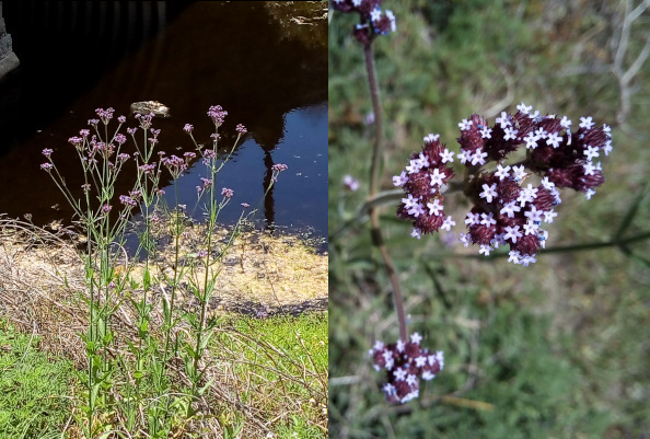 [On the left are several stalks approximately three feet tall. At the end of branches near the top are purple groupings. These plants are growing several feet from the water. On the right is a very close view of the purple groupings. There are dark purple balls from which tiny light purple five-petals flowers protrude. Each purple ball has at 5-6 little flowers.]